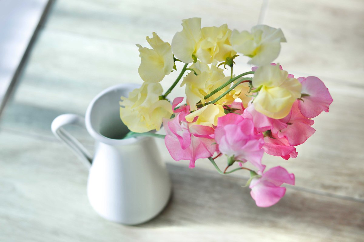 花キューピット I879 Com 公式 スイートピーはたくさん生けると華やかでかわいいですね この写真は6本のボリュームです 色別の花言葉 ピンクのスイートピー 恋の愉しみ 優美 黄色のスイートピー 判断力