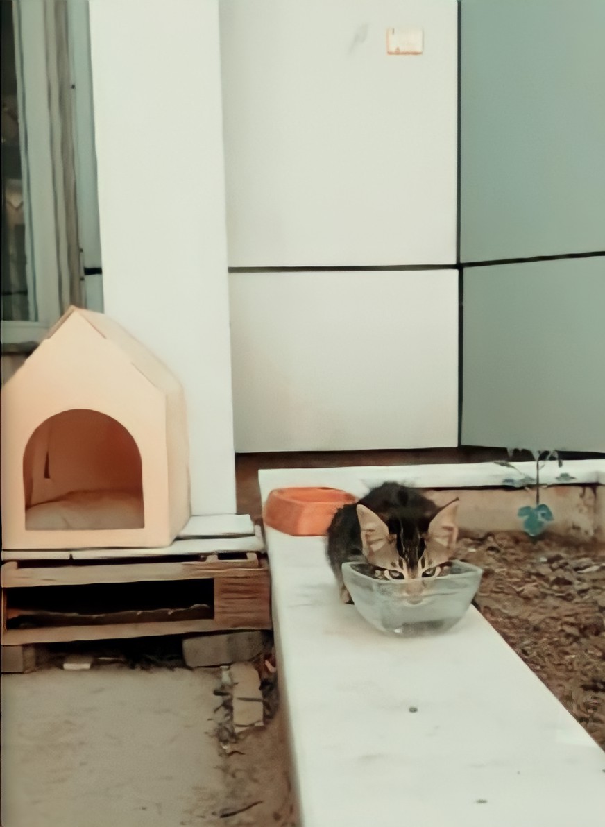 Beyda_yy's tweet photo. Soğuk kış aylarında sokaktaki dostlarımızı unutmayalım. Kapımızın önüne bir kap su, bir kap mama bırakarak onların en temel ihtiyaçlarını karşılayabiliriz. Biz, birlikte daha güçlüyüz. #patipower 🐾 https://t.co/MF1nWt1oJ5