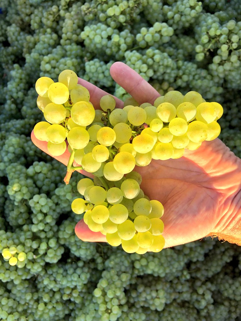 Did you know that our small-batch Wildcraft Gin is triple-distilled from Chardonnay base wine?

The 2021 harvest has started on <a href="/moreson/">Môreson Wine Farm</a> where our Happy Valley Distillery is located.
Just 👀 at these healthy Chardonnay grapes!
👌Job Zach &amp; the team! 
#chardonnay #2021harvest