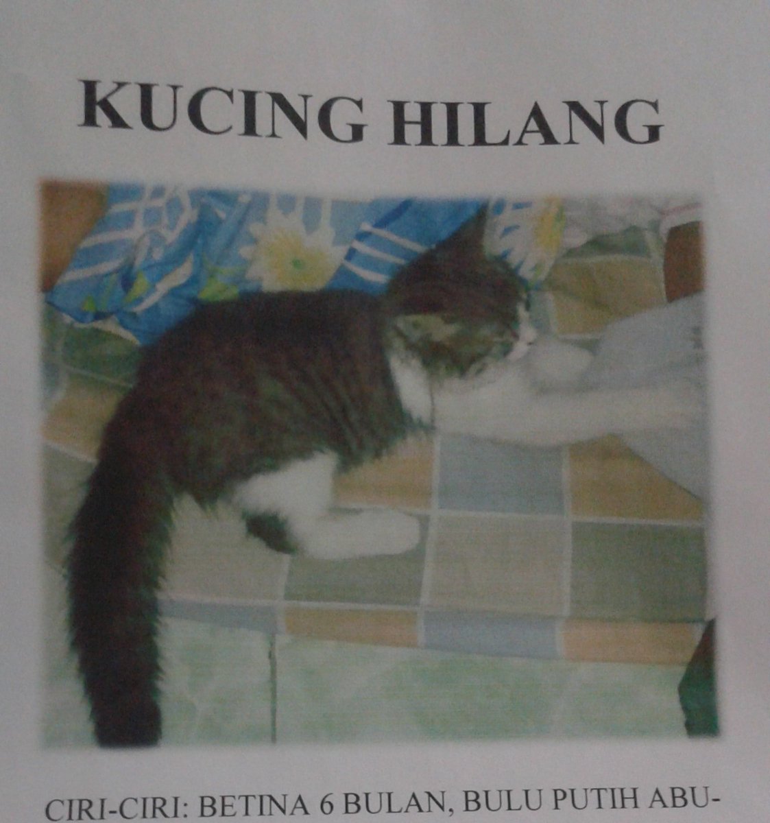 meycchi's tweet photo. @ukashino Ini kucing aku, sumpah muka2nya juga mirip huhu 🥺 https://t.co/Z6exQhMLxj