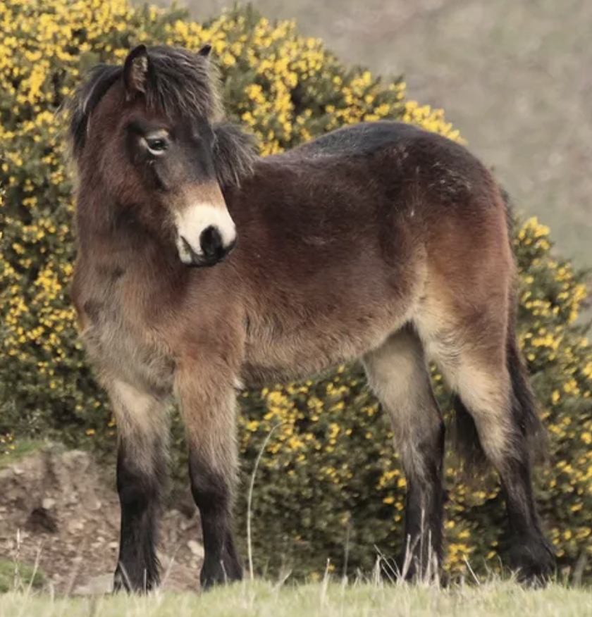 ExmoorPonyClub's tweet photo. The #Foreland Herd of free-living #ExmoorPonies lives in the most challenging moorland conditions including dramatic cliffs at #ForelandPoint #Kipscombe #Countisbury in @ExmoorNP. Owned by @NorthDevonNT @NTSouthWest their story is told in #WildHerdWhispering by Dawn Westcott https://t.co/BoszHOWFqy