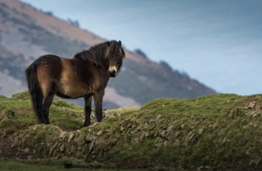 ExmoorPonyClub's tweet photo. The #Foreland Herd of free-living #ExmoorPonies lives in the most challenging moorland conditions including dramatic cliffs at #ForelandPoint #Kipscombe #Countisbury in @ExmoorNP. Owned by @NorthDevonNT @NTSouthWest their story is told in #WildHerdWhispering by Dawn Westcott https://t.co/BoszHOWFqy