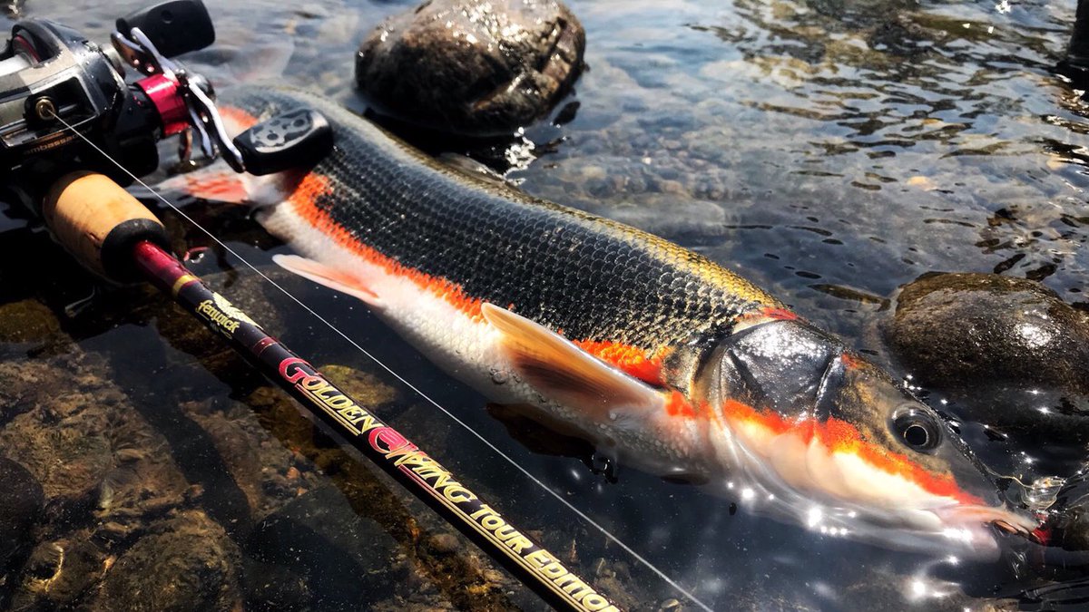 ほんでぃ 釣りたのしい もうすぐ冬が明ける あと1ヶ月で彼らに会える 日本の川の マイナー魚たち 小魚を襲いまくる勇猛さ 火炎のような婚姻色 そしてイケメン 今年は会いに行けるかな 冬と一緒に コロナも明けてくれ