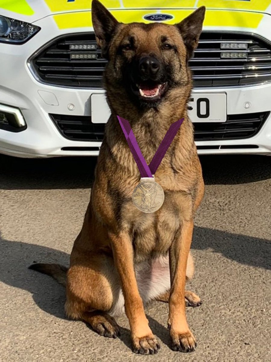 WYPDogs's tweet photo. PD Riley and PD Macy (@CallsignXD65) completed their relicensing yesterday and passed with flying colours. Both can now look forward to the night shift today where hopefully their skills will be put to the test. https://t.co/tZK9deQdy3