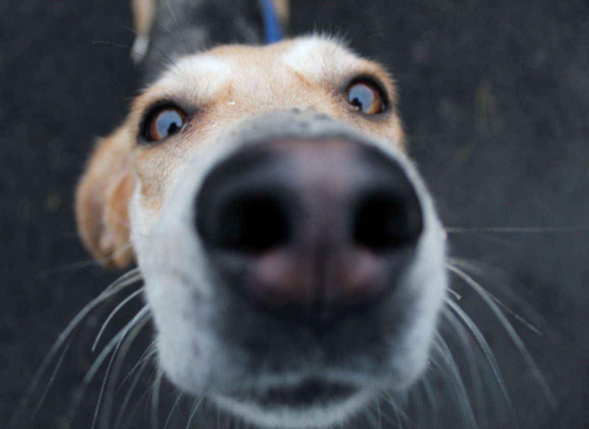 Jasmine is now ready to find her forever home, and she's ready for  you to boop that snoot! 🐽💛🐶 head to our website to read more about this lovable hound 🐾 #adoptme #adifl #dogstrustballymena