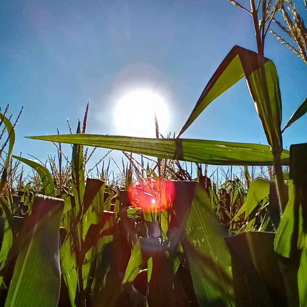 Expandi_T's tweet photo. Tarde de trabajo a campo. Recorrida ensayo de maíz en El Dorado

@Expandi_T
#desarrolloparaelagro 
#maiz
#ensayos https://t.co/RgNXiSczWZ