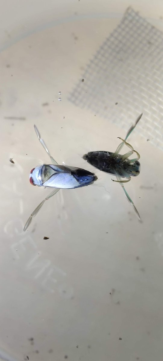 All that was for these cute little ones below, Notonecta indica. I worked with them every day straight for 3 months, even on my birthday. The mosquitoes I worked with every day for 7.5 months. It was safe to say I was sufficiently burnt out at the end of the experiments 10/