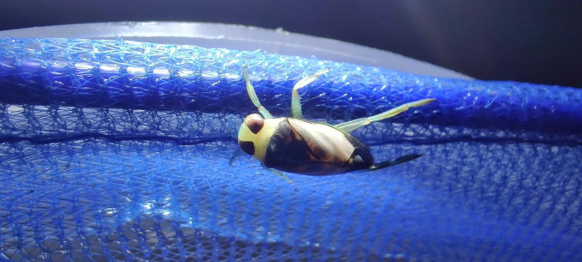 All that was for these cute little ones below, Notonecta indica. I worked with them every day straight for 3 months, even on my birthday. The mosquitoes I worked with every day for 7.5 months. It was safe to say I was sufficiently burnt out at the end of the experiments 10/