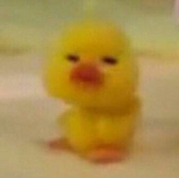 kim sunoo as mofy duck — a cute thread