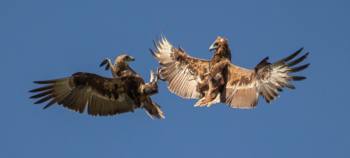 EcoTraining's tweet photo. We know it's not Sunday but as you know we love birds, so here's a bird challenge for today. Can you tell us what birds these are?
Incredible capture by Instructor Sean Matthewson

#Bird #Birding #Birds #birdphotography #birdwatchersa #Quiz #trivia #challenge #Animal #EcoTraining https://t.co/NkFzjg8qwn