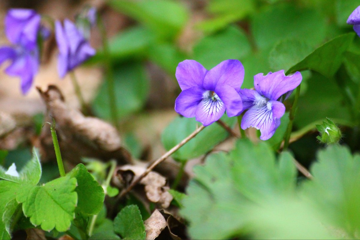 Viola rupestris (a relative of the species below, only found at a few sites in the UK) can hyperaccumulate Zn, Cd and Pb which could make it useful in cleaning polluted soils as well as agromining!

#PlantsAreCool #Botany 
sciencedirect.com/science/articl…