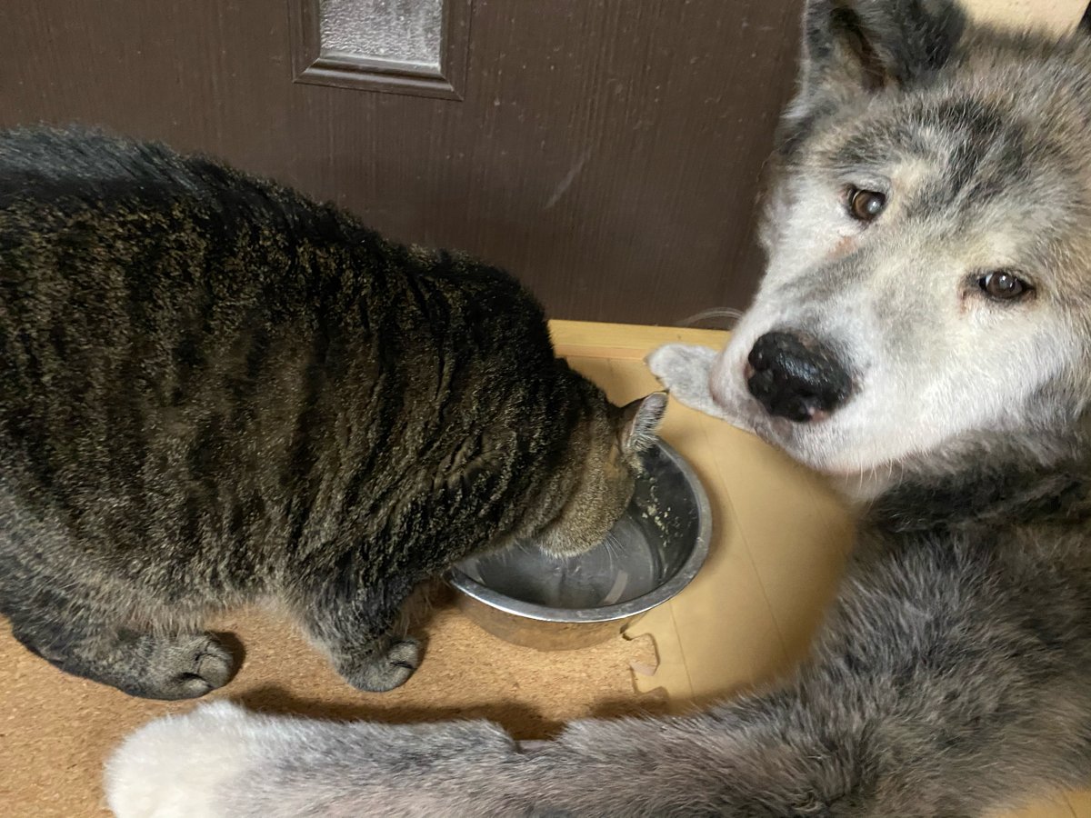 ikewakashini's tweet photo. タロチャンさんにお水飲まれて困ってるリンガさん♪

#秋田犬
#キジトラ猫
#保護犬
#保護猫
#二人は仲良し https://t.co/jnt0VoBlYw