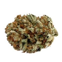 goodcookiestore's tweet photo. Created in Vancouver, D. Bubba is a well-known BC strain. A pungent cross of Death Star and Bubba Kush, Pure Sunfarms' phenotype is grown in a high-tech greenhouse in the Fraser Valley. Buy at https://t.co/SJdvTOQiXa!
#bubbakush #puresunfarms #phenotype #hightechgreenhouse #buds https://t.co/O1uuc5OtPt
