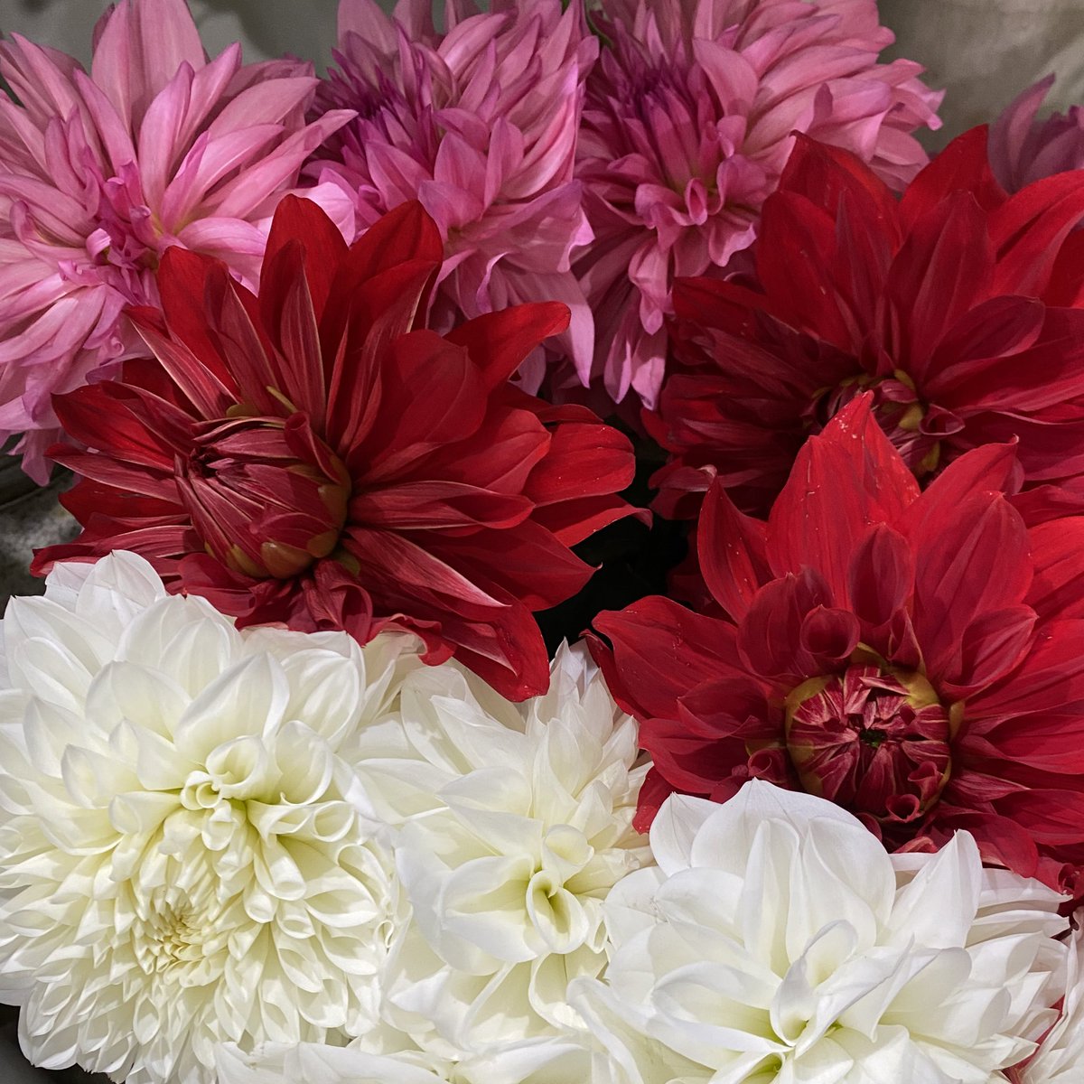 Florist花秀 ダリアが綺麗です ダリアは夏のお花とされておりますが 周年出荷されております 花保ちが良い今の時期がオススメです 大田区 蒲田 蒲田花屋 花屋 京急蒲田 花秀 ハナヒデ 東邦医大通り ダリア