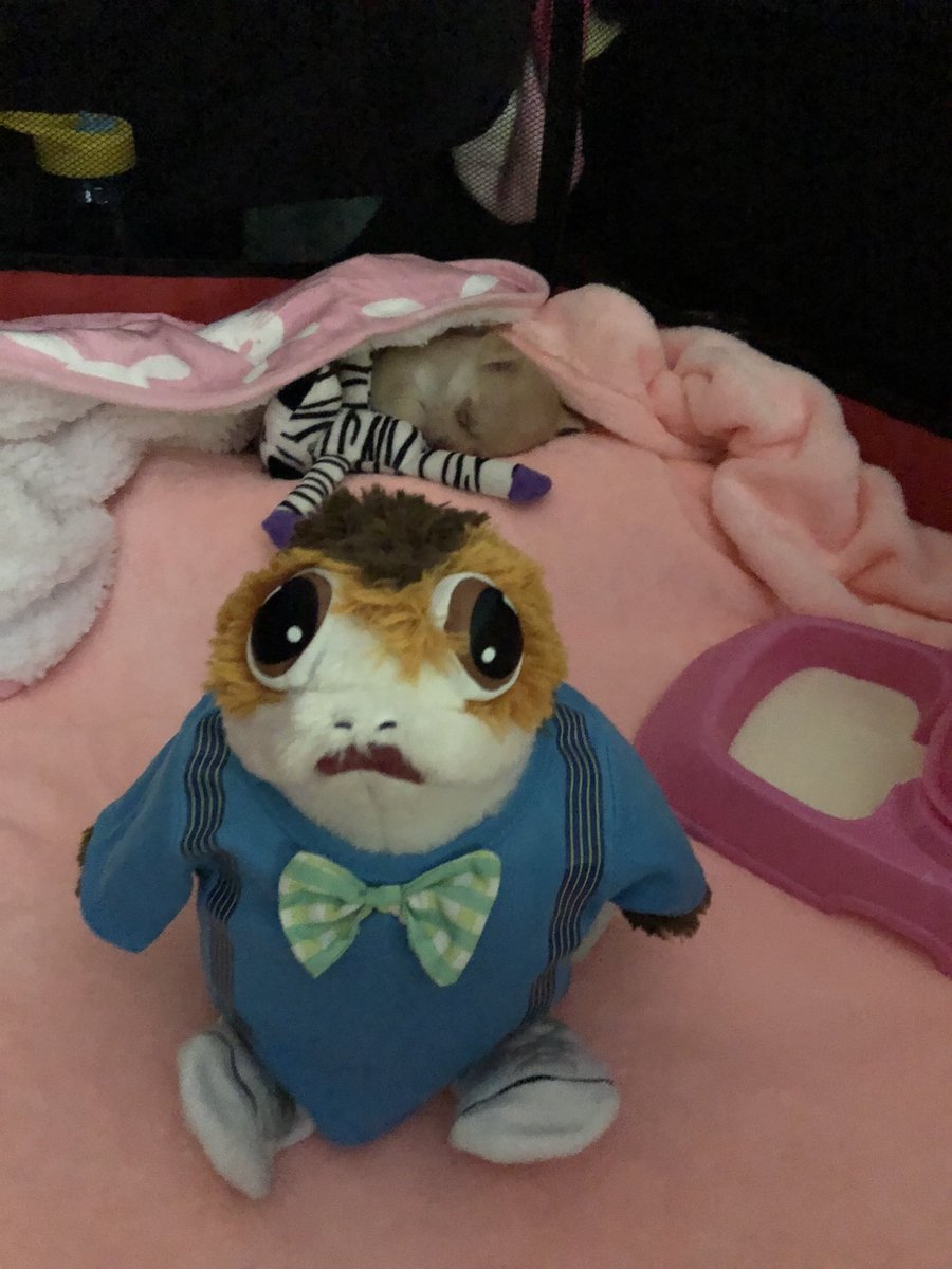 Porgie_Porgkins's tweet photo. My #throwbackthursday is my first meeting of Tinkerbell. She had only been home 2 hours and was very tired and I was very scared of her since she was so tiny and delicate #porgs #porg #porgsofinstagram #instaporg #porgnation #porglife https://t.co/9nGTBpFJTw