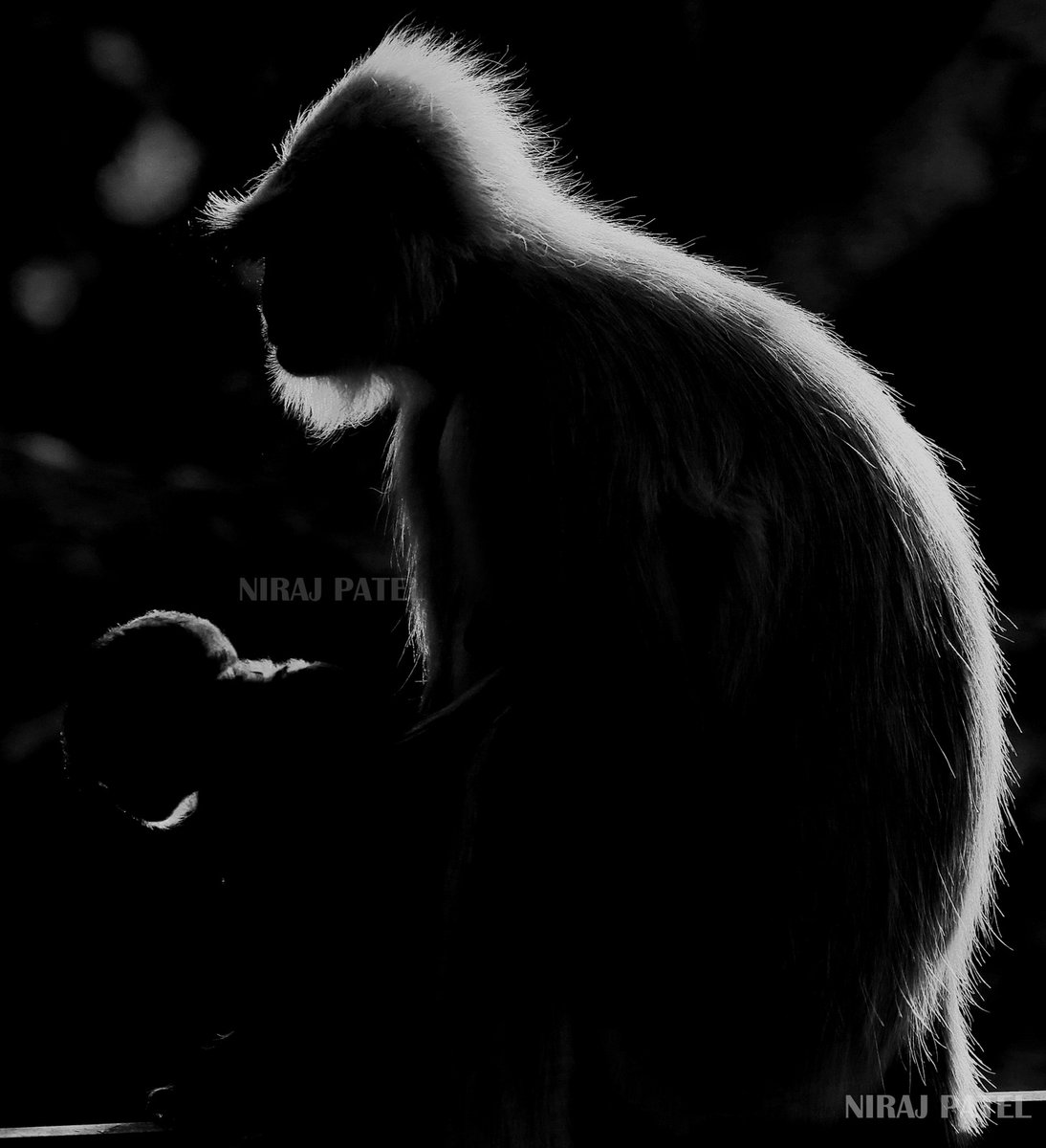 np_photographer's tweet photo. Mother care https://t.co/4Al9LwbQdE Wildlife India #Indianmonkey #mothercare #wildlifeindia #wildlifephotography #goldenmoments #indianmonkeywithbaby #monkeybaby #natureindia #jessoresanctuary https://t.co/341xqnGY8I