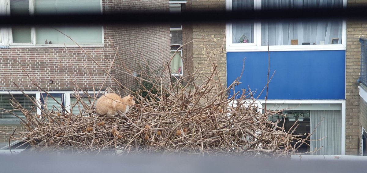 Op het spoor van een complot: was mijn kiwiboom al die tijd een kattennest, en zijn kiwi's dan eigenlijk gewoon katteneieren!? 🙀 #wordwakker #dtv #conspiracy