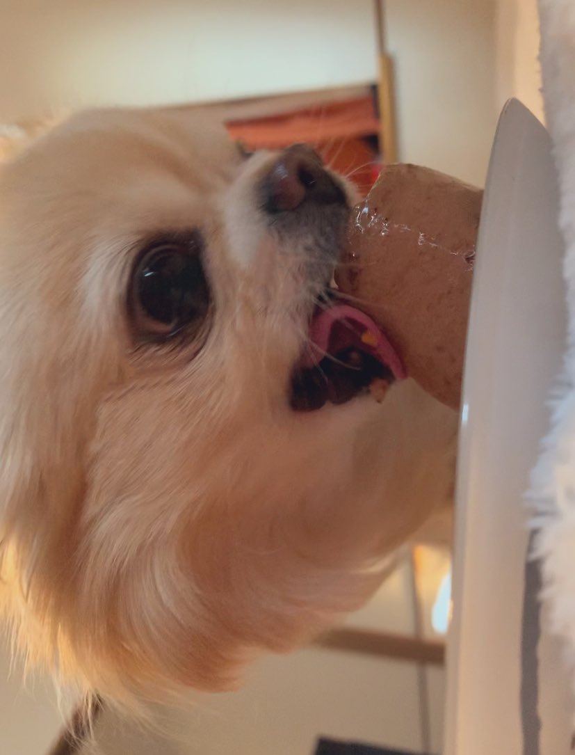 いぬのかたまり Tiwawakatamari Twitter