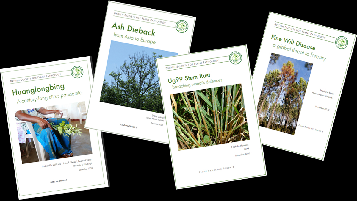 BSPP #PlantPandemics Studies for 2020 are complete.

Read the final reports here:  ow.ly/byBS50DdWMF

#IYPH2020 #BSPPBursaries