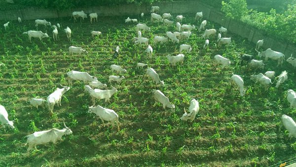 How many people remember this incident from May 2016? This was an invasion of a farm by herdsmen ? Is this on a grazing route or we want to continue pampering bad behaviour, irresponsibility and the lack of will to evolve .