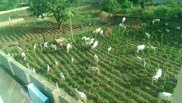 How many people remember this incident from May 2016? This was an invasion of a farm by herdsmen ? Is this on a grazing route or we want to continue pampering bad behaviour, irresponsibility and the lack of will to evolve .