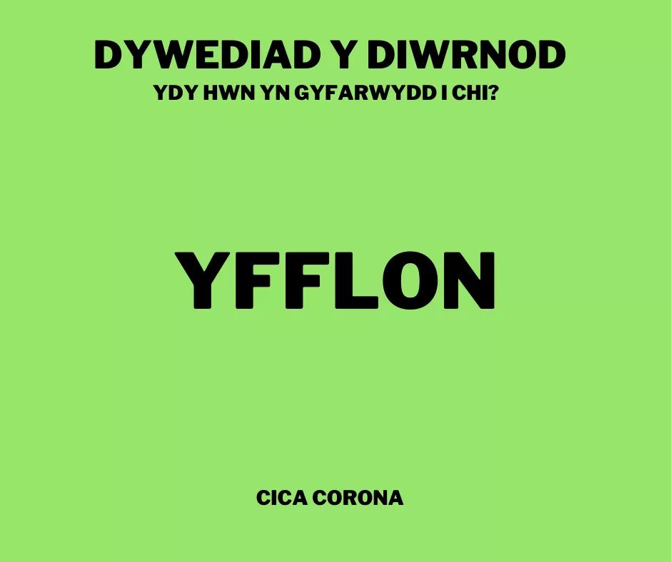 Dywediad y diwrnod - Yfflon