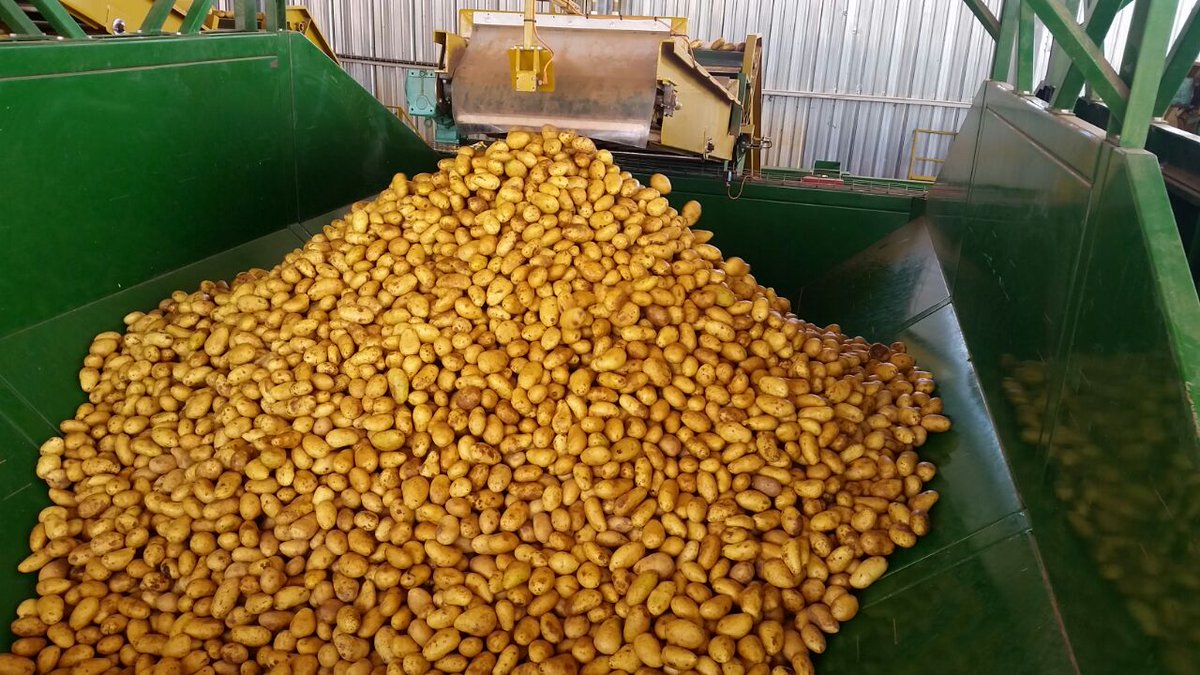 Buya_Bamba's tweet photo. #ThankfulThursday WE ARE PROUDLY ZAMBIAN🇿🇲🇿🇲
Everything @Buya_Bamba  does is focused on growing the best, &amp; our dedication has made us the leading distributor of table &amp; processing potatoes in Zambia.
#buyabamba #Zambia #ProudlyZambian #potato #potates #distributor #gratitude https://t.co/MrjxGkLMM6