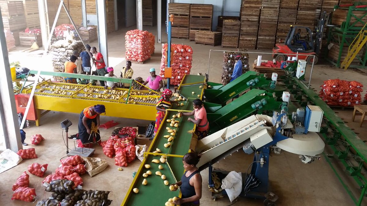 Buya_Bamba's tweet photo. #ThankfulThursday WE ARE PROUDLY ZAMBIAN🇿🇲🇿🇲
Everything @Buya_Bamba  does is focused on growing the best, &amp; our dedication has made us the leading distributor of table &amp; processing potatoes in Zambia.
#buyabamba #Zambia #ProudlyZambian #potato #potates #distributor #gratitude https://t.co/MrjxGkLMM6