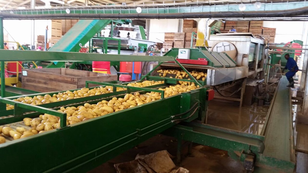Buya_Bamba's tweet photo. #ThankfulThursday WE ARE PROUDLY ZAMBIAN🇿🇲🇿🇲
Everything @Buya_Bamba  does is focused on growing the best, &amp; our dedication has made us the leading distributor of table &amp; processing potatoes in Zambia.
#buyabamba #Zambia #ProudlyZambian #potato #potates #distributor #gratitude https://t.co/MrjxGkLMM6