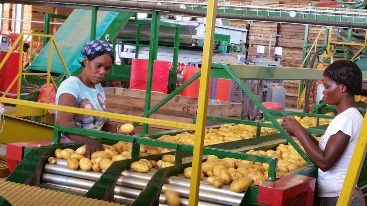 Buya_Bamba's tweet photo. #ThankfulThursday WE ARE PROUDLY ZAMBIAN🇿🇲🇿🇲
Everything @Buya_Bamba  does is focused on growing the best, &amp; our dedication has made us the leading distributor of table &amp; processing potatoes in Zambia.
#buyabamba #Zambia #ProudlyZambian #potato #potates #distributor #gratitude https://t.co/MrjxGkLMM6