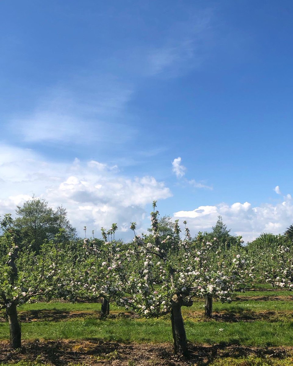 droveorchards's tweet photo. We cannot wait for the apple blossom to arrive! A sea of pink and white blooms across the orchard 🌸🌳

#blossomwatch #patience #springiscoming https://t.co/c402YbN8nm