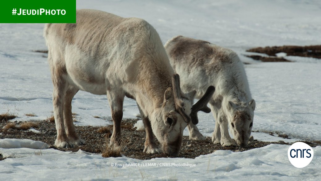 CNRSecologie's tweet photo. #Jeudiphoto 📸
Série : " Les animaux du grand froid ❄️ " - ep. 2
🦌 Rennes du Spitzberg, dans l'archipel du Svalbard en Norvège, lors de la 1ère mission Ecotab.
Programme #ECOTAB ➡️ https://t.co/2MHubRwGTB
🔗https://t.co/bH5da1ARIw https://t.co/bpboFNPO9f
