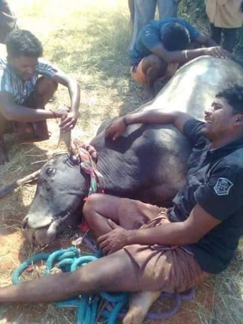 tamilVaththiyar's tweet image. La colonisation des terres tamoule par les cingalais se poursuit au Sri Lanka. Le bétail des tamouls a été massacré par les cingalais dans la région de Batticaloa.