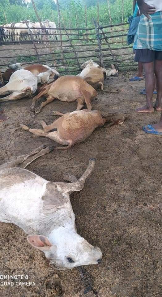 tamilVaththiyar's tweet image. La colonisation des terres tamoule par les cingalais se poursuit au Sri Lanka. Le bétail des tamouls a été massacré par les cingalais dans la région de Batticaloa.