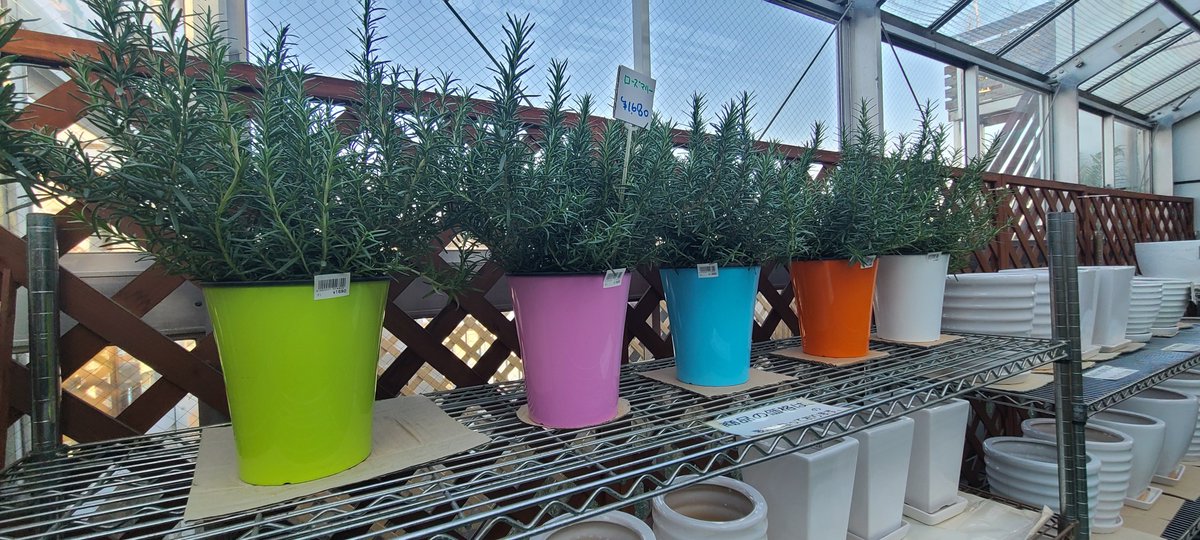 ホームセンターケンマート ガーデニング ガーデニングセンターケンマート ガーデニングセンターケンマートです 旬のイチゴ やお部屋で育てる観葉植物等 入荷しております ステイホームでも楽しめる植物も入荷しておりますので是非一度お越し