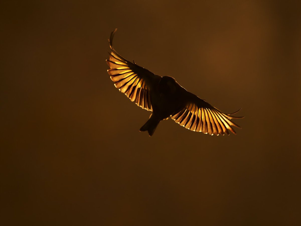wildmanrouse's tweet photo. A garden lockdown Goldfinch special from a coupla weeks ago when the sun shone!! Proof that you can take great images in lockdown @OlympusUK EM1X and 100-400. Garden count was 23 goldfinches, 3 siskins and a tree creeper everyday. @BBCSpringwatch @GwentWildlife @SIBirdClub https://t.co/xvSHq3x2Kl