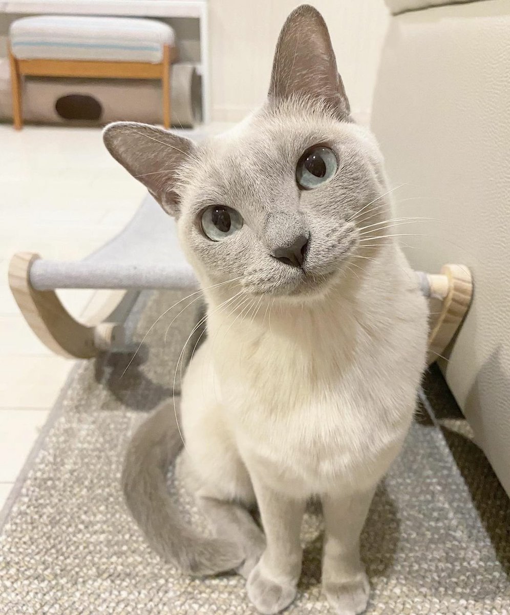 overload_cat's tweet photo. Aww cutie #cat 😘😍😽💕 credit:mint.marine.kanon

#CatsOfTwitter #catlovers #catsofinstagram #catlife #catlover 
#pet #cat #cats #ilovemycat #meow #pets #animal #catsagram #catstagram #ねこ #猫  #고양이 #котик #gato #bestmeow
#ThingsImGonnaMissAboutTrump
#CelebratingAmerica https://t.co/2Y4a1WTlHp