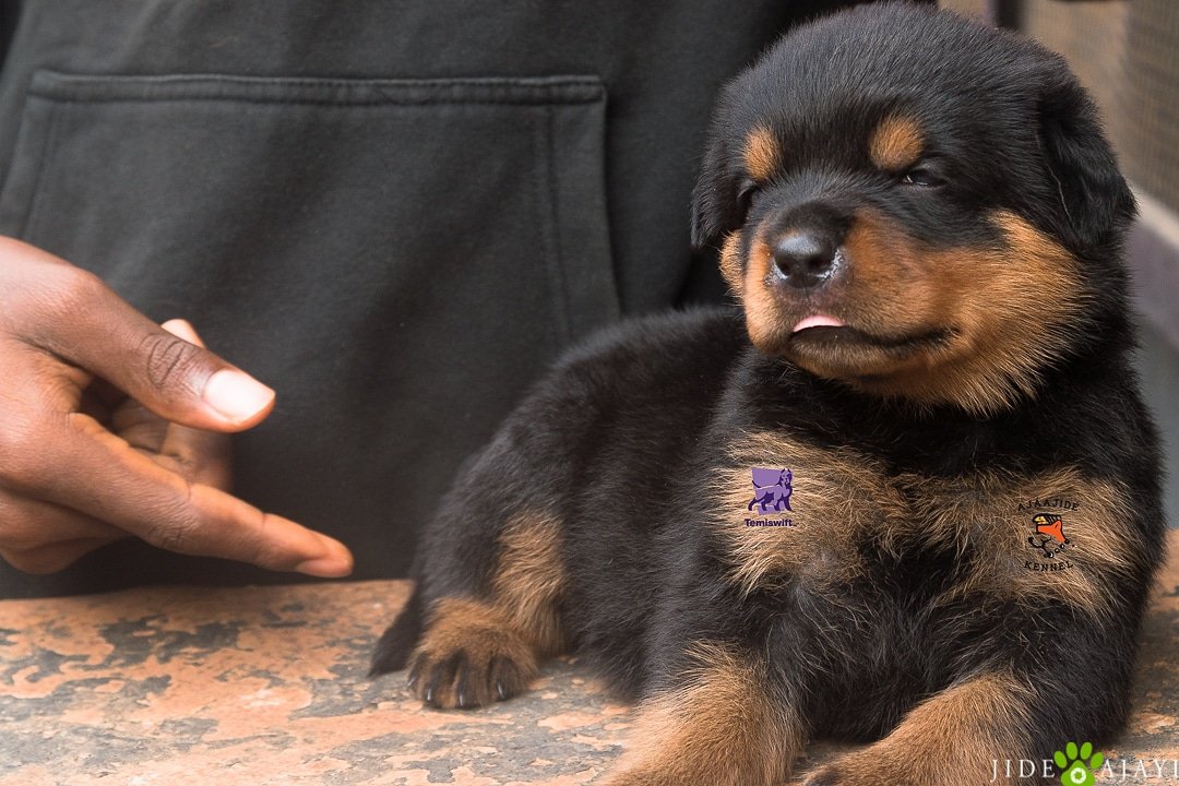 temiswift_'s tweet photo. *LITTER ANNOUNCEMENT:
 *OUR ROTTWEILER 'H' LITTER*
 Sire: *FALKO BLACK IMPERIA* 
(SRECKO TIMIT-TOR X BELLA VOM HAUSE GLUSAC)
Dam: *ANU AJAAJIDE*
(SHAKTI VOM HAUSE GOLDEN WIDERSHEIN x HIS PEBBLES)***** 
D.o.B: 27-12-2020
Enquiries;
Call/WhatsApp: 08109604431, 08108741237 https://t.co/4GgRYKRc4e