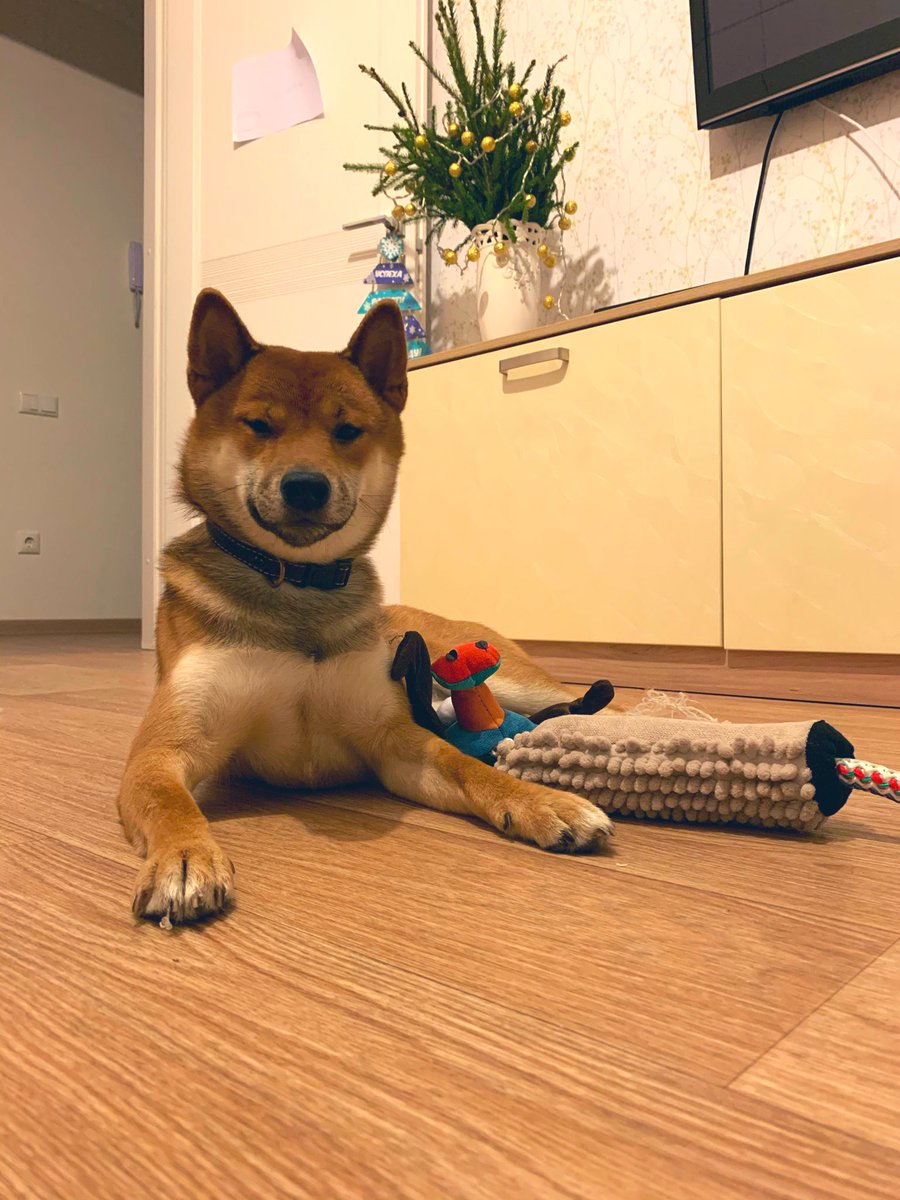 AvaKote's tweet photo. Прыуэт... ;) #сибаину #модель #shibainu #собакаулыбака https://t.co/k9SIGkC9yM