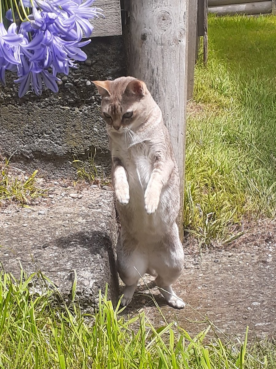 I took too many photos today so I have lots to post #CatsOfTwitter #cats