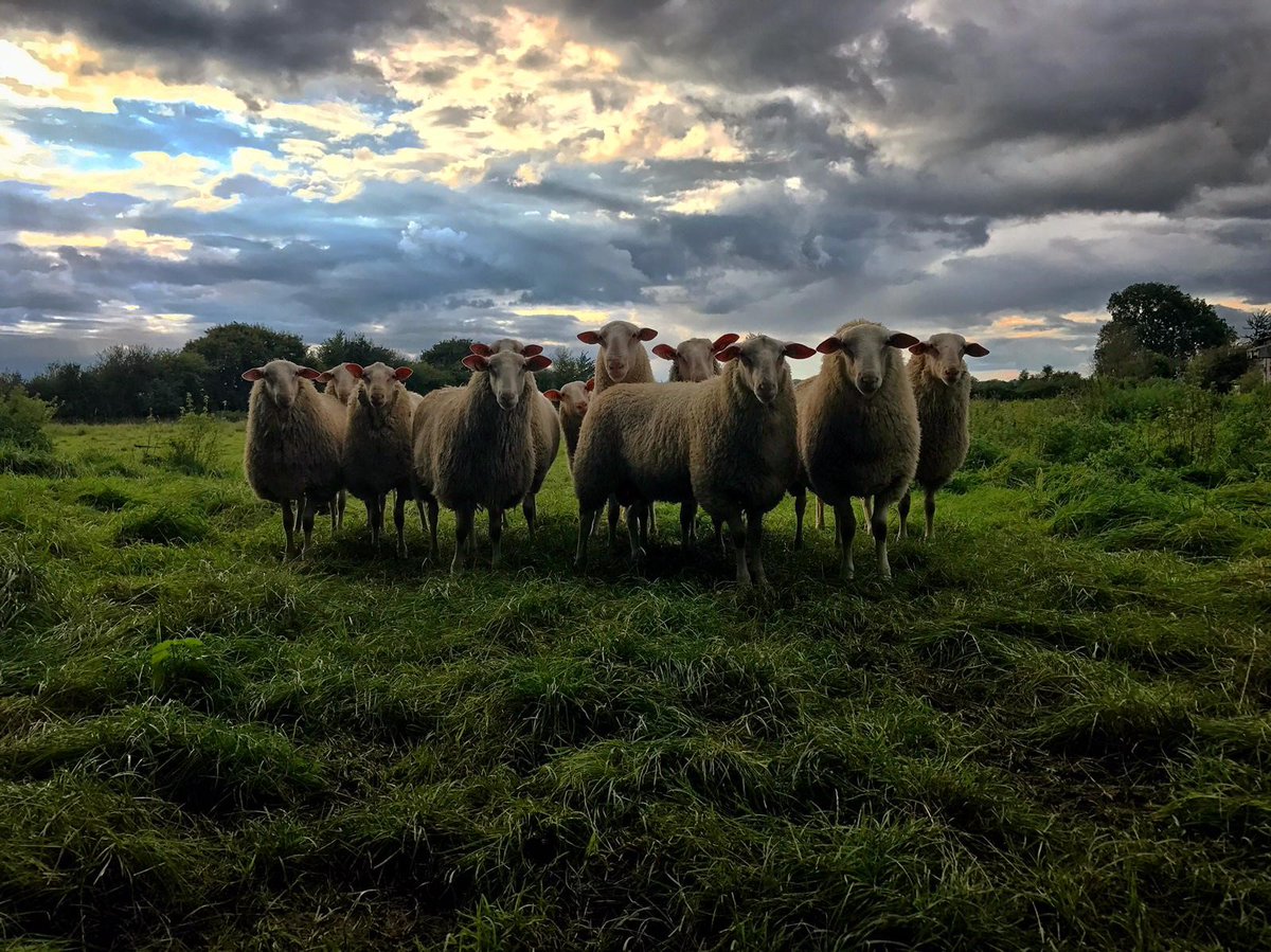 Good Morning!
Here's some of our lovely lads that live at our sister Organic Sheep Farm - Orchid Meadow.
Aren't they gorgeous! 
Now that they've posed for this photo, they can get baaa-ck to eating that fresh grass!
📸: Sarah