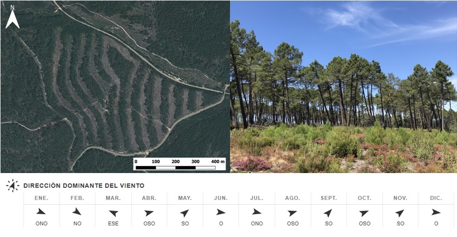 #Gestiónforestalsostenible Tranzón de Pinus pinaster en forma de faja. Corta a hecho en un tiempo (Navaleno-SO). Lado mayor del tranzón perpendicular a dirección dominante del viento.
La diseminación lateral de las masas colindantes garantiza la regeneración.