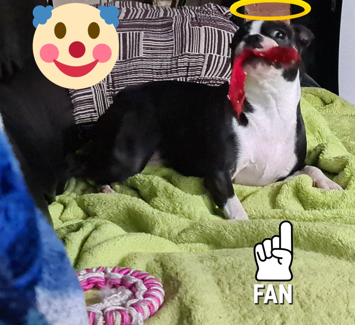 DylanexB's tweet image. My personal clown 🤡 🤣🤣🤣🤣 Best #antidepressant #fun #sillydog #bostonterrier ❤ #dylanexfurrybabies #mylove #lockdown2021 @DylanexB @ChillZoneBoys @mmaarrtha 🥰😘