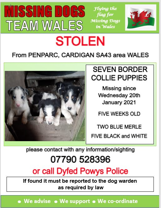 gelert01's tweet photo. 🔺 STOLEN 🔺20/01/2021 5 weeks old
❗❗ 7 yes 7 PUPPIES ❗❗
#PENPARC #CARDIGAN #SA43 area #WALES
@YPenparcau @FcPenparcau @PenparcHouse @Penparke @CFFIPenparc @VPenparcau @DyfedPowysFed @rosiedoc666 @KarenFi51820768 @karensarah66 @southwalesargus https://t.co/fiHEC8oTCs
