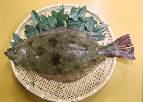 تويتر 茨ひより 茨城県公認vtuber على تويتر 茨城の冬の味覚といえば干し芋やあんこう鍋などが有名ですが 県の魚でもあるヒラメも今が旬なんですよ 寒びらめ と呼ばれて 肉厚で味が濃いんです お刺身にフライ 煮付けなんでもいけちゃうひらめ スーパーで