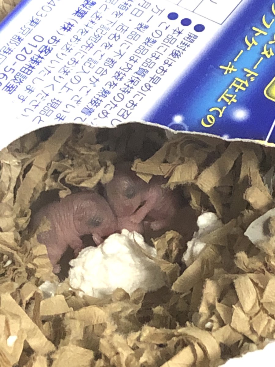 【3日目】
少し黒くなってきたちびちゃん🐹