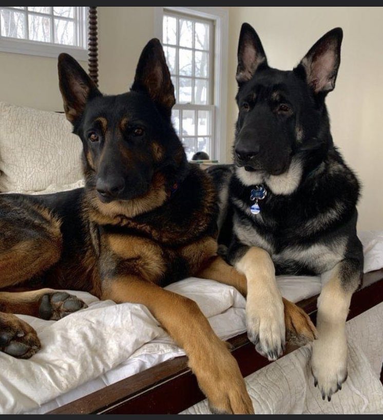 HuntJuliet's tweet image. Look at der new Presidents gorgeous doggos. 🥰❤️#btposse #biden #firstdogs