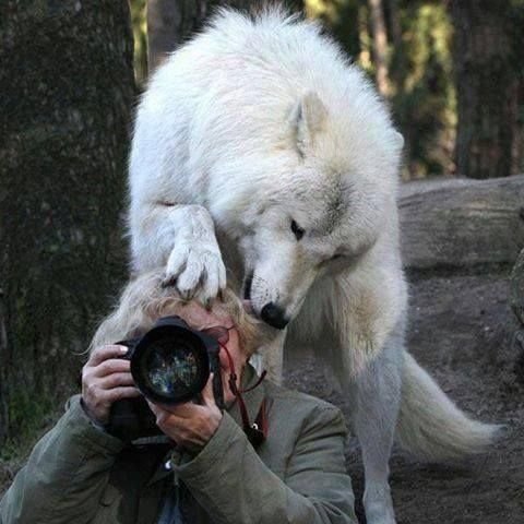 Obi_stan_one's tweet image. A thread of animals interrupting wildlife photographers. 

I hope you enjoy it:
1.