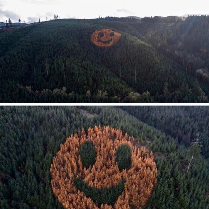 Еще 10 лет назад веселый лесник задумал этот улыбающийся лес и засадил склон лиственницей и пихтой. И теперь там видно такой вот смайл