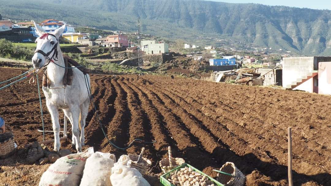 VCorreaTF's tweet photo. 🥔👨🏻‍🌾 @LoqueVeoTfe la siembra tradicional de la papa en #Benijos #LaOrotava #TenerifeRural

📸 Fotos de la Fundación @teneriferural en 👉🏻 https://t.co/3VRrYKVzpD https://t.co/tVjVLw7a42